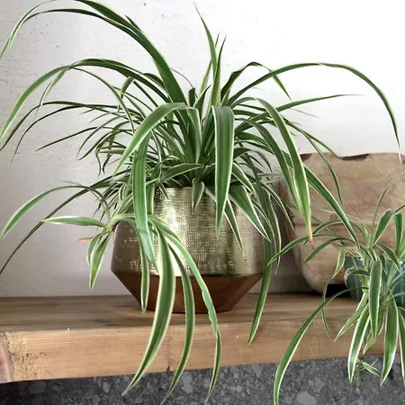 Agave Villa Lazise